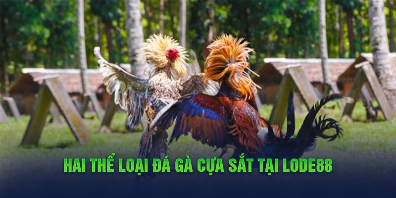 luật Đá Gà Lode88