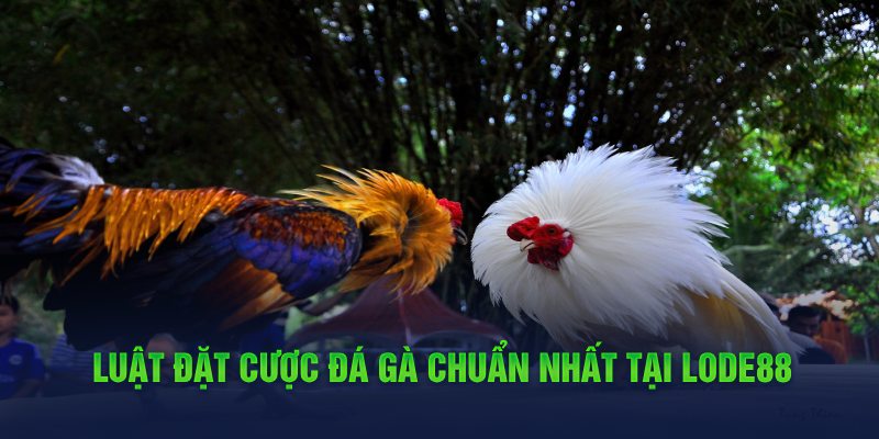 Luật đặt cược đá gà