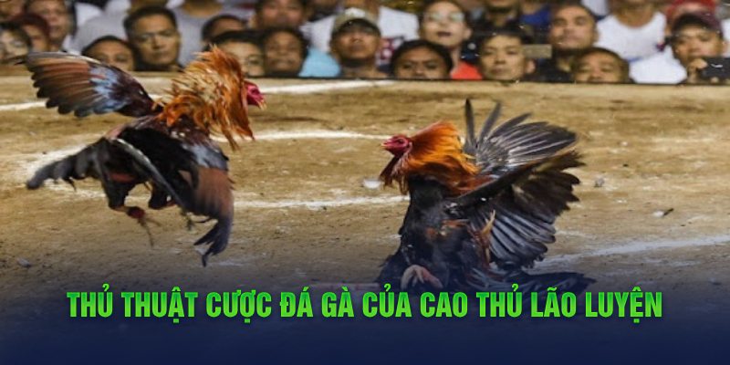 Thủ thuật cược đá gà